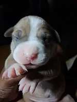 Shetra, a female American Bully for sale in Killeen, TX – 1 of 9