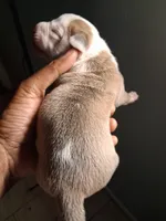 Romeo , a male American Bully for sale in Killeen, TX – 5 of 9