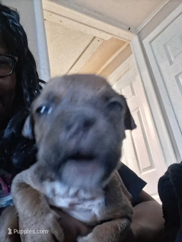 Montana – American Bully puppy for sale in Killeen, TX