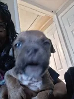 Montana, a male American Bully for sale in Killeen, TX – 1 of 4