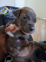 Taz, a male American Bully for sale in Killeen, TX – 4 of 4