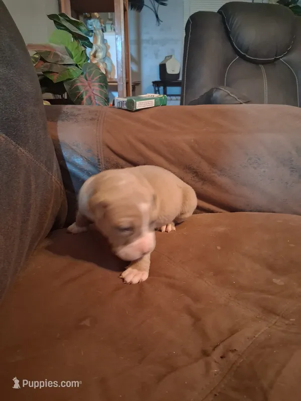 Shetra – American Bully puppy for sale in Killeen, TX