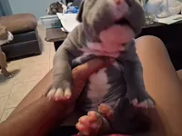 Donatello , a male American Bully for sale in Killeen, TX – Photo 1 of 3