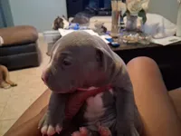 Donatello , a male American Bully for sale in Killeen, TX – Photo 2 of 3