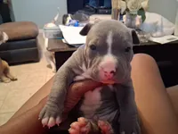 Donatello , a male American Bully for sale in Killeen, TX – Photo 3 of 3