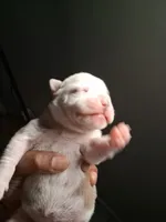She-Ra, a female American Bully for sale in Killeen, TX – 2 of 9