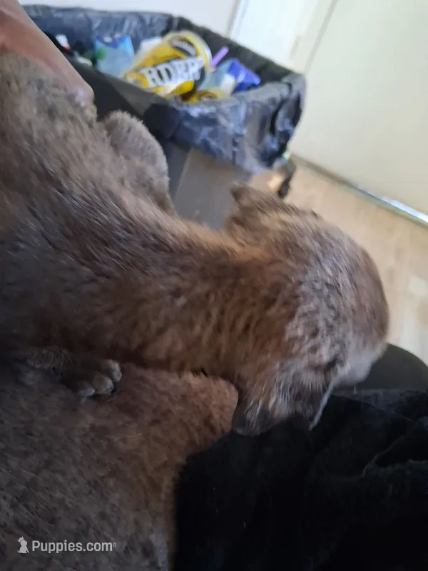 Taz – American Bully puppy for sale in Killeen, TX