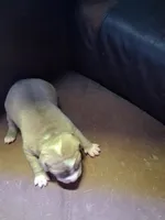 Shetra, a female American Bully for sale in Killeen, TX – 9 of 9