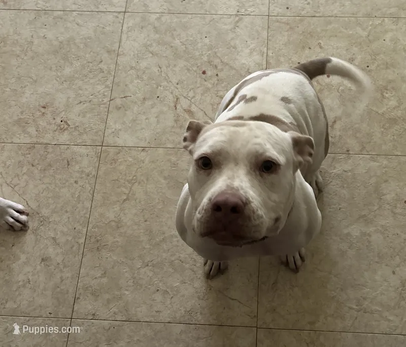 Cinnamon – American Bully puppy for sale in Killeen, TX