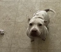 Cinnamon, a female American Bully for sale in Killeen, TX – 1 of 2