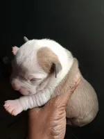 Romeo , a male American Bully for sale in Killeen, TX – 4 of 9