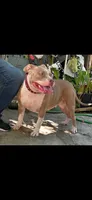 Aries, a female American Bully for sale in Killeen, TX – 2 of 3