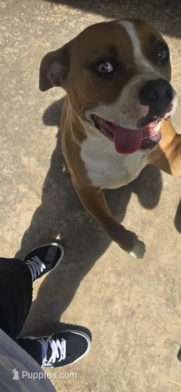Kush – American Bully puppy for sale in Killeen, TX