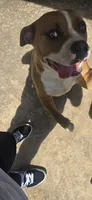 Kush, a male American Bully for sale in Killeen, TX – 1 of 2