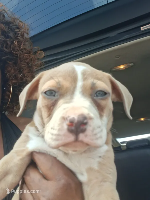 Shetra – American Bully puppy for sale in Killeen, TX