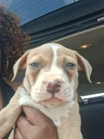 Shetra, a female American Bully for sale in Killeen, TX – 1 of 9