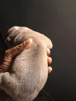 Shetra, a female American Bully for sale in Killeen, TX – 3 of 9