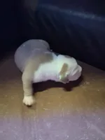 Romeo , a male American Bully for sale in Killeen, TX – 8 of 9