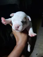 She-Ra, a female American Bully for sale in Killeen, TX – 6 of 9