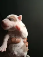 She-Ra, a female American Bully for sale in Killeen, TX – 4 of 9