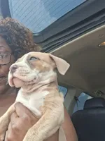 Shetra, a female American Bully for sale in Killeen, TX – 9 of 9