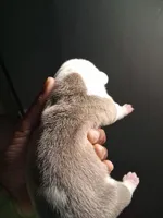 She-Ra, a female American Bully for sale in Killeen, TX – 5 of 9