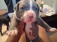 Leonardo , a male American Bully for sale in Killeen, TX – Photo 3 of 3