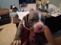 Leonardo , a male American Bully for sale in Killeen, TX – Photo 1 of 3