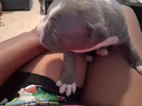 Leonardo , a male American Bully for sale in Killeen, TX – Photo 2 of 3