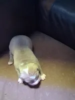 Shetra, a female American Bully for sale in Killeen, TX – 8 of 9