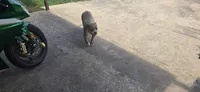 Kush, a male American Bully for sale in Killeen, TX – 2 of 2