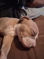 Shetra, a female American Bully for sale in Killeen, TX – 6 of 9