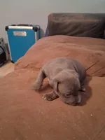 Michelangelo , a male American Bully for sale in Killeen, TX – Photo 2 of 3