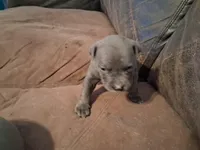 Michelangelo , a male American Bully for sale in Killeen, TX – Photo 3 of 3