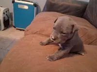 Michelangelo , a male American Bully for sale in Killeen, TX – Photo 1 of 3