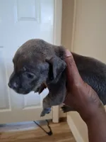 Taz, a male American Bully for sale in Killeen, TX – 2 of 4