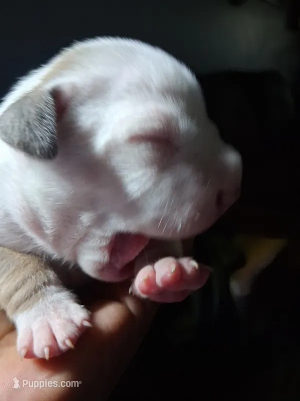 Romeo  – American Bully puppy for sale in Killeen, TX