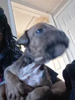 Montana, a male American Bully for sale in Killeen, TX – 2 of 4