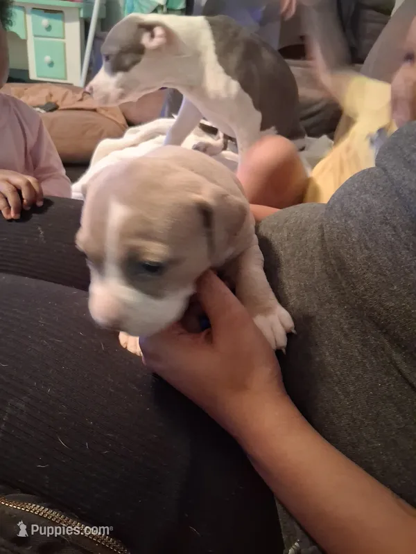 Shetra – American Bully puppy for sale in Killeen, TX