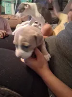 Shetra, a female American Bully for sale in Killeen, TX – 4 of 9