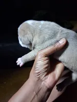 Shetra, a female American Bully for sale in Killeen, TX – 4 of 9