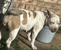 Cinnamon, a female American Bully for sale in Killeen, TX – 2 of 2