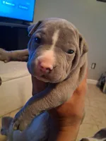 Donatello , a male American Bully for sale in Killeen, TX – Photo 2 of 4