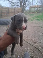 Donatello , a male American Bully for sale in Killeen, TX – Photo 3 of 4