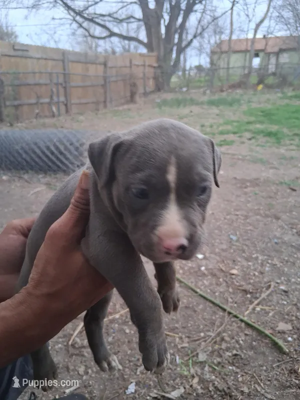 Donatello , a male American Bully for sale in Killeen, TX – Photo 1 of 4