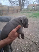 Donatello , a male American Bully for sale in Killeen, TX – Photo 4 of 4