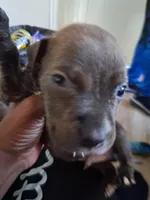 Taz, a male American Bully for sale in Killeen, TX – 3 of 4
