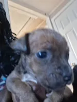 Montana, a male American Bully for sale in Killeen, TX – 4 of 4