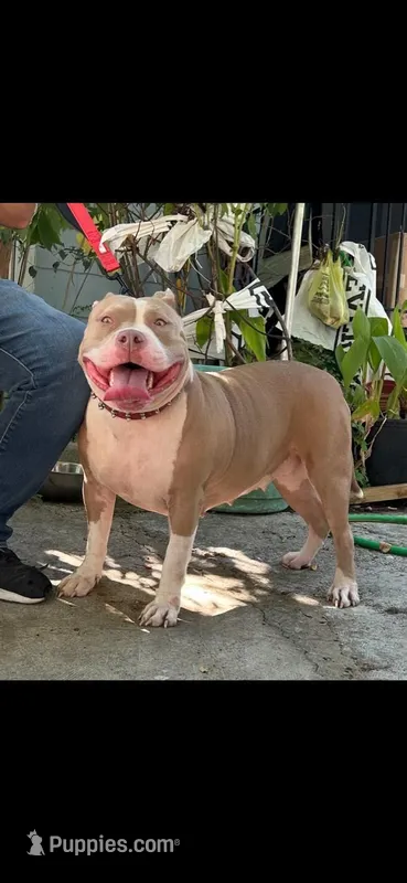 Aries – American Bully puppy for sale in Killeen, TX