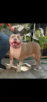 Aries, a female American Bully for sale in Killeen, TX – 1 of 3